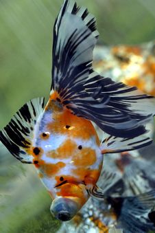 Goldfish Royalty Free Stock Photos Goldfish Royalty Free Stock Photos