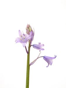 Bluebell Stock Image Bluebell Stock Image