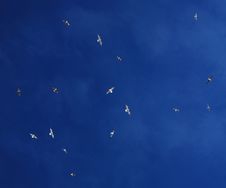 Flock Of Gulls Royalty Free Stock Image