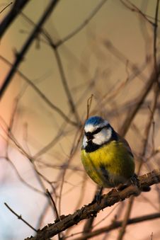 Blue Tit Royalty Free Stock Photography