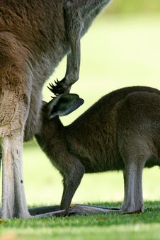 Western Grey Kangaroo Royalty Free Stock Photography