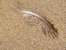 Wet Gull Feather On Beach Royalty Free Stock Photo