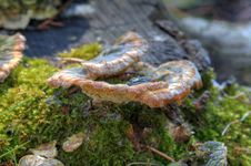 Free Fungus Royalty Free Stock Photography - 4569537