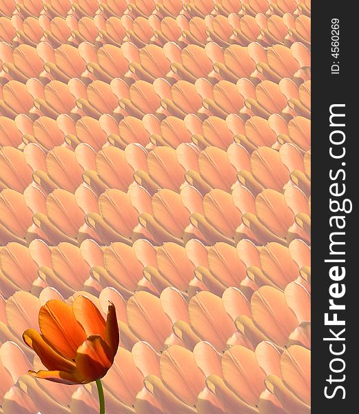 Tulips Background