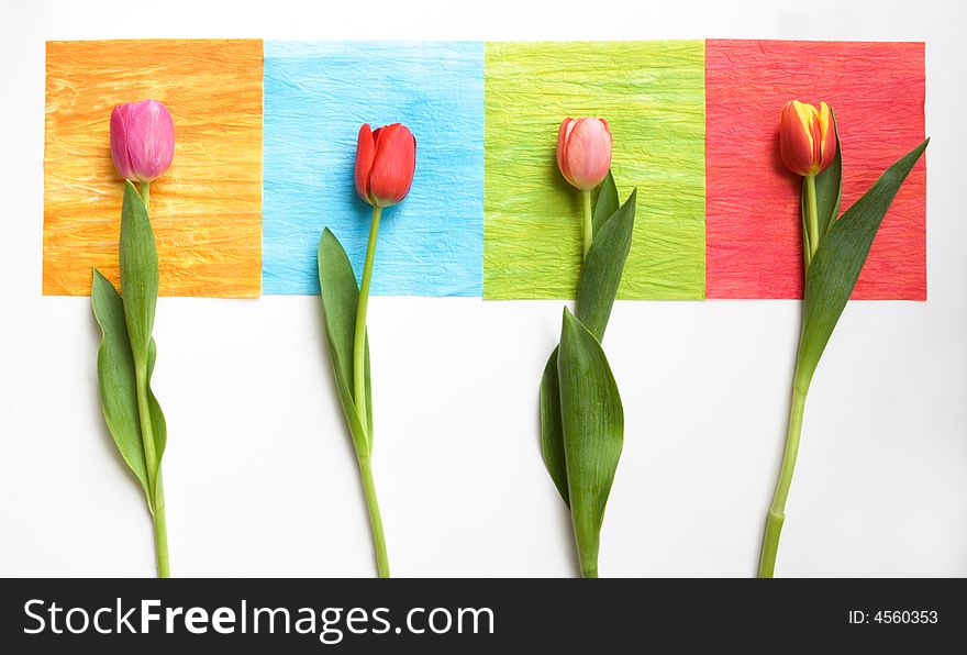 4 Tulips On 4 Squares - Colorful