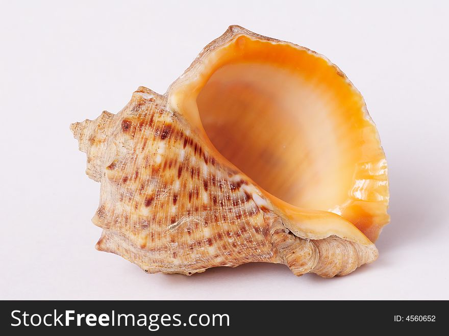 Sea shell shape on the background