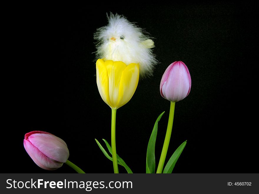 Cute chick nestled inside a spring tulip. Cute chick nestled inside a spring tulip.