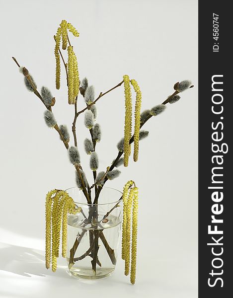 Branches in glass with water, on white background, the spring still life.