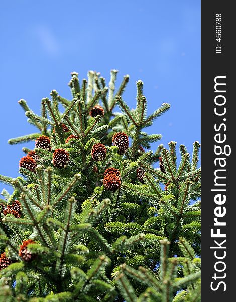 Pince tree and pine corns under the sun, Tibet. Pince tree and pine corns under the sun, Tibet