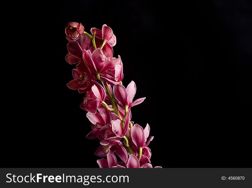 Photo of pink orchid on black background - isolated
