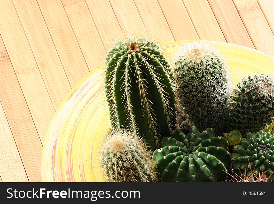 A detail of a cactus