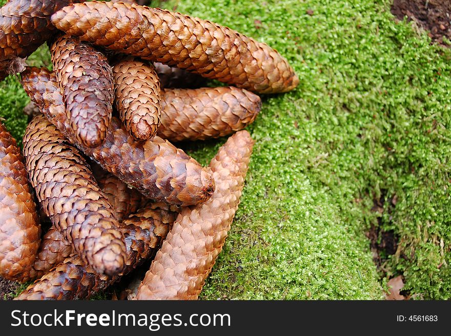 A pine cones at the green background