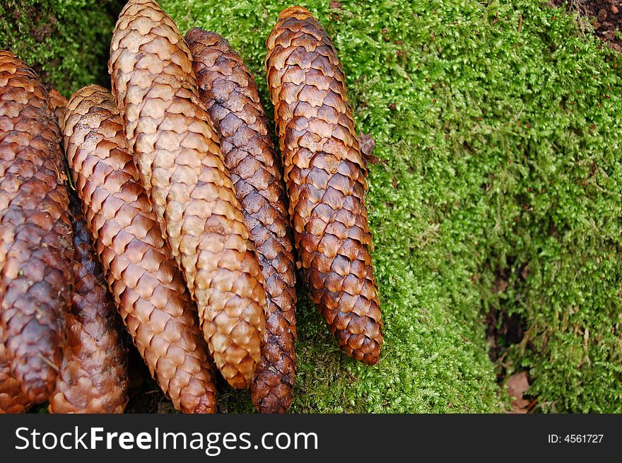 A pine cones at the green background