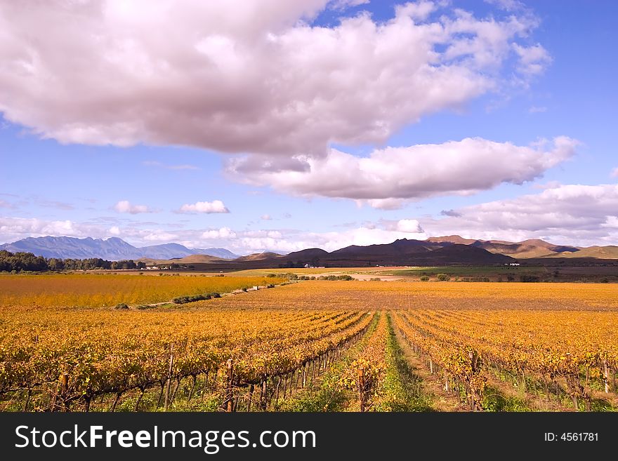 Vineyards near Mc Gregor, Western Cape, South Africa