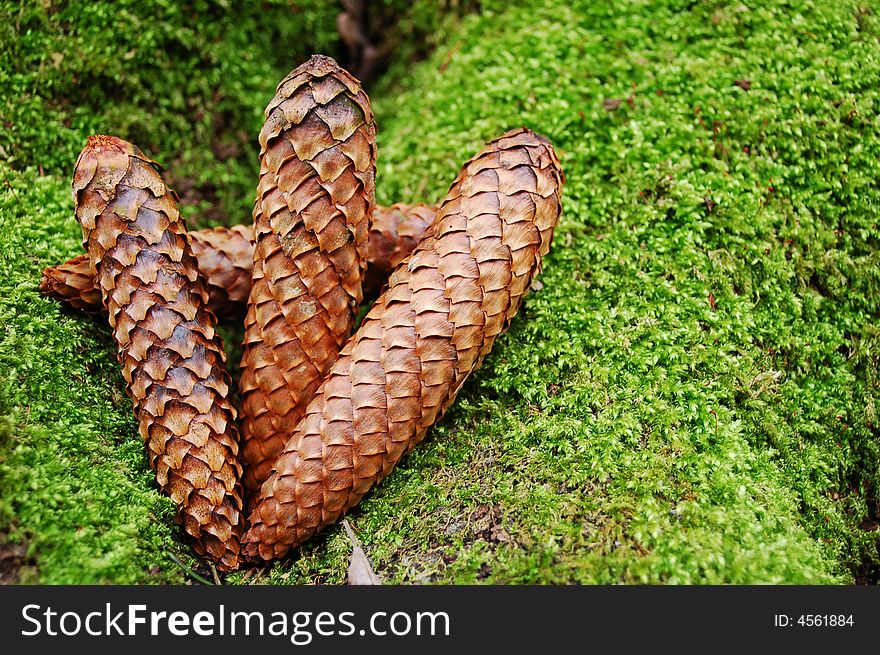 A pine cones at the green background