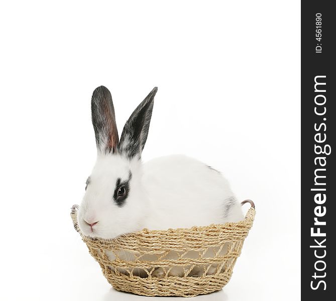 Cute bunny isolated in a basket on white background
