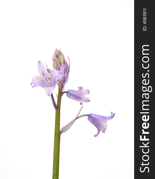 Bluebell flowers isolated against white