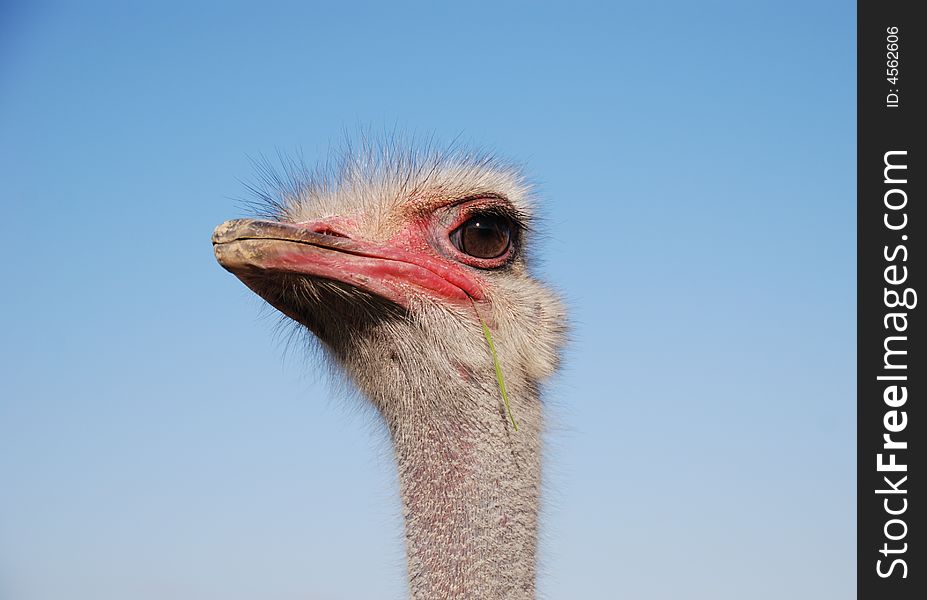 Portrait of a funny ostrich close-up. Portrait of a funny ostrich close-up