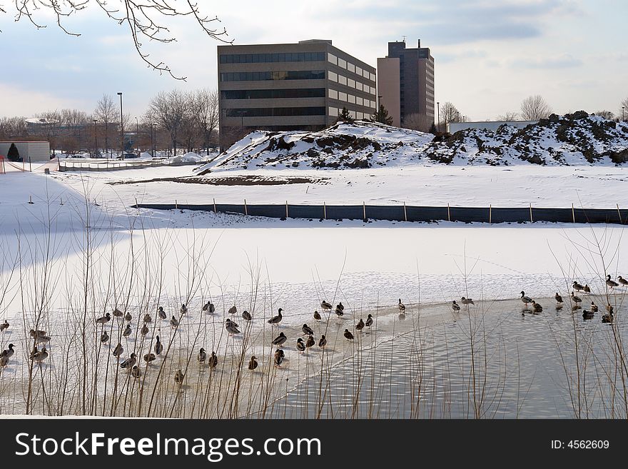 A picture of a waterfowl on winter landscape in Minnesota. A picture of a waterfowl on winter landscape in Minnesota
