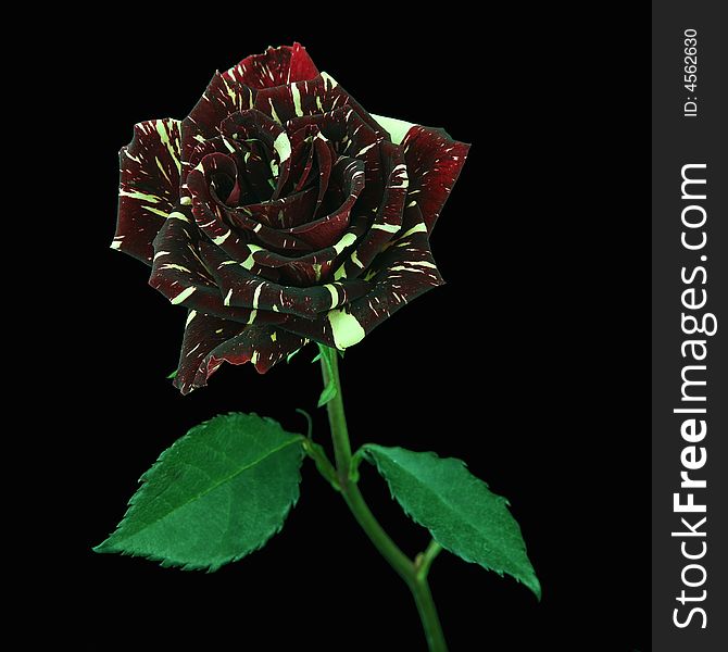 Flower of a rose on a black background
