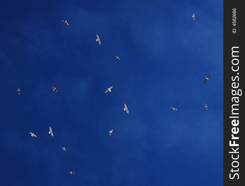 Flock of gulls fly high on blue sky