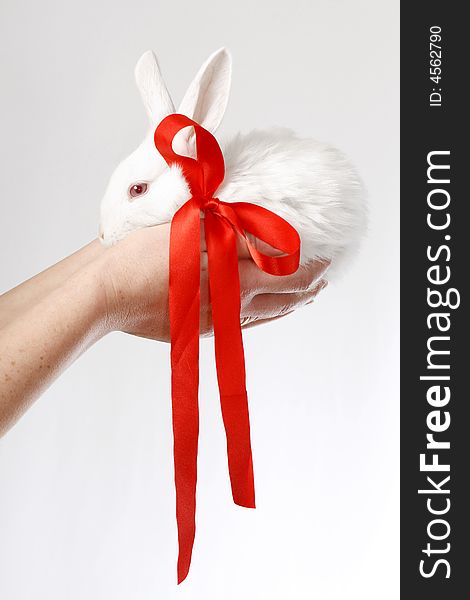 Small, white rabbit on hands, albino. Small, white rabbit on hands, albino