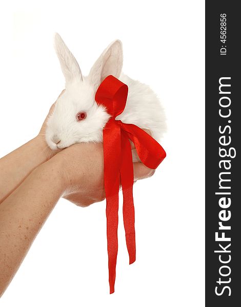 Small, white rabbit on hands, albino. Small, white rabbit on hands, albino