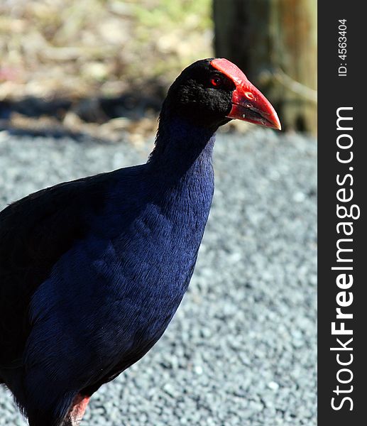 A hungry Pukeko waits for food. A hungry Pukeko waits for food