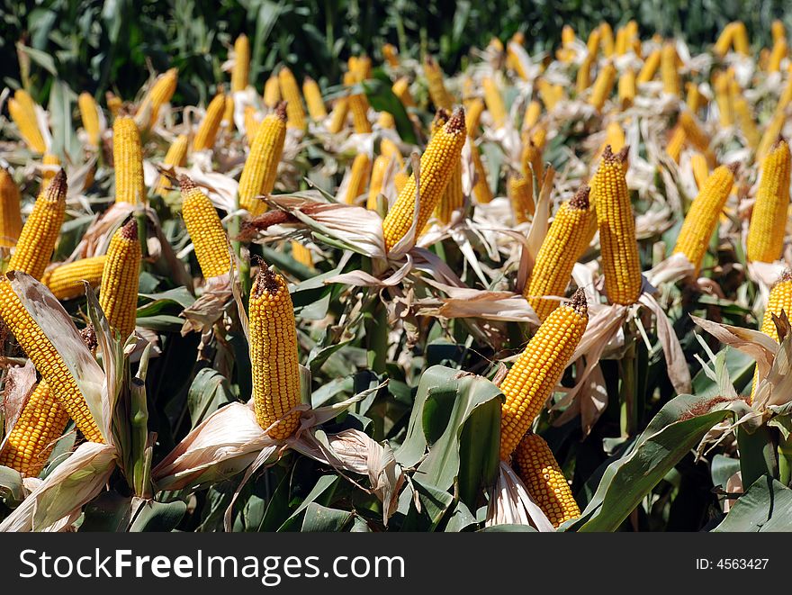 Corn land in their full color