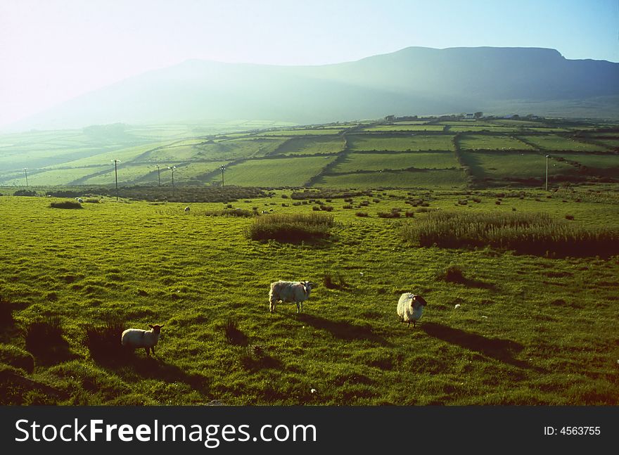 Green meadows in County Kerry, Ireland. Green meadows in County Kerry, Ireland