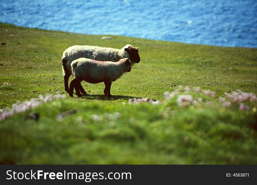 Sheep at coastline in western Ireland, Dingle, County Kerry