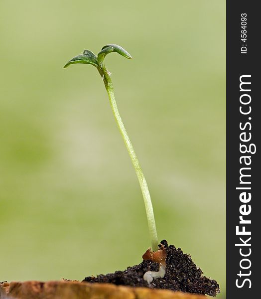 Young cress macro. To take advantage of macro converter.