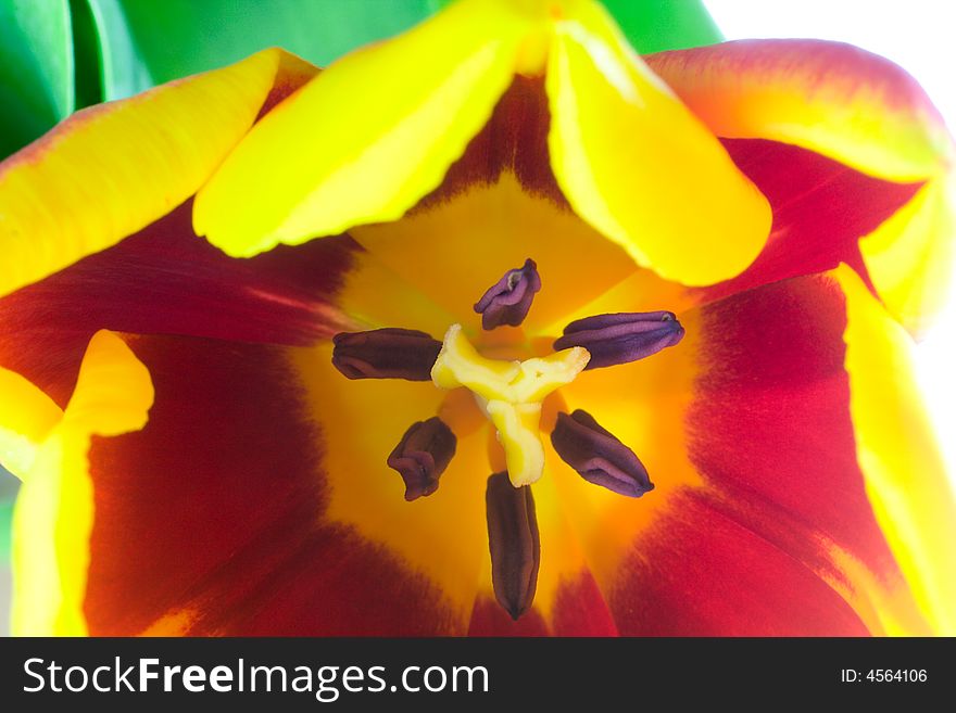 Red-yellow tulip, macro shot. Red-yellow tulip, macro shot