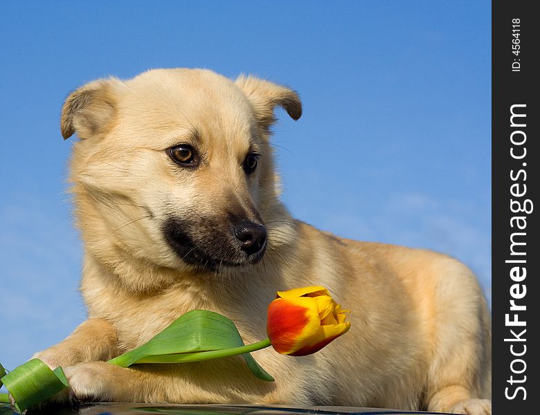 Close-up puppy dog with tulip in forefoots against blue sky background