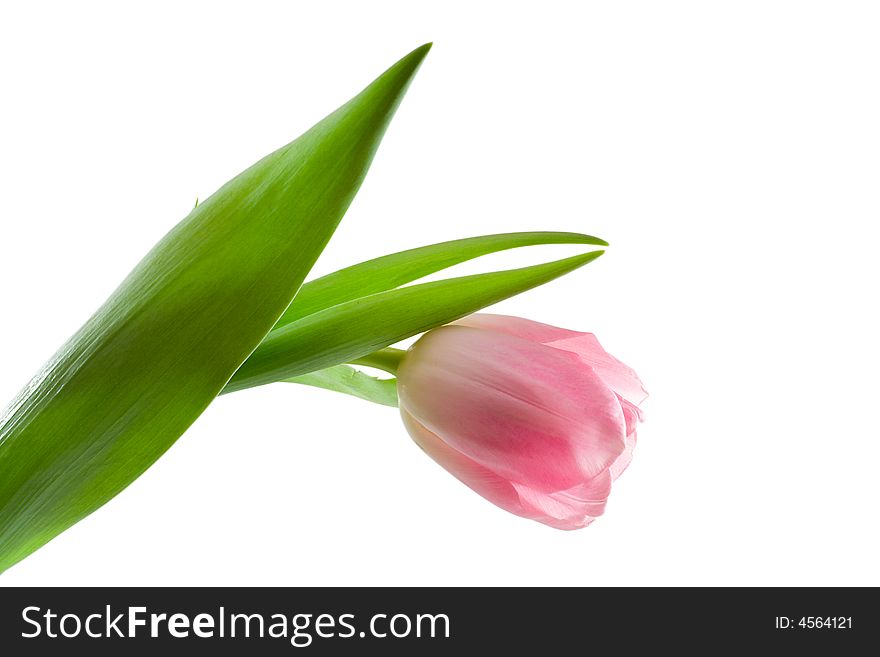 Close-up single pink tulip, isolated on white. Close-up single pink tulip, isolated on white