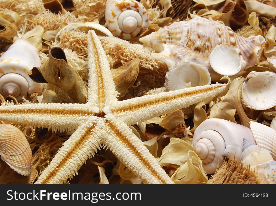 Potpourri With Starfish