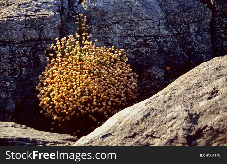 Small plants between rocks at coast-line