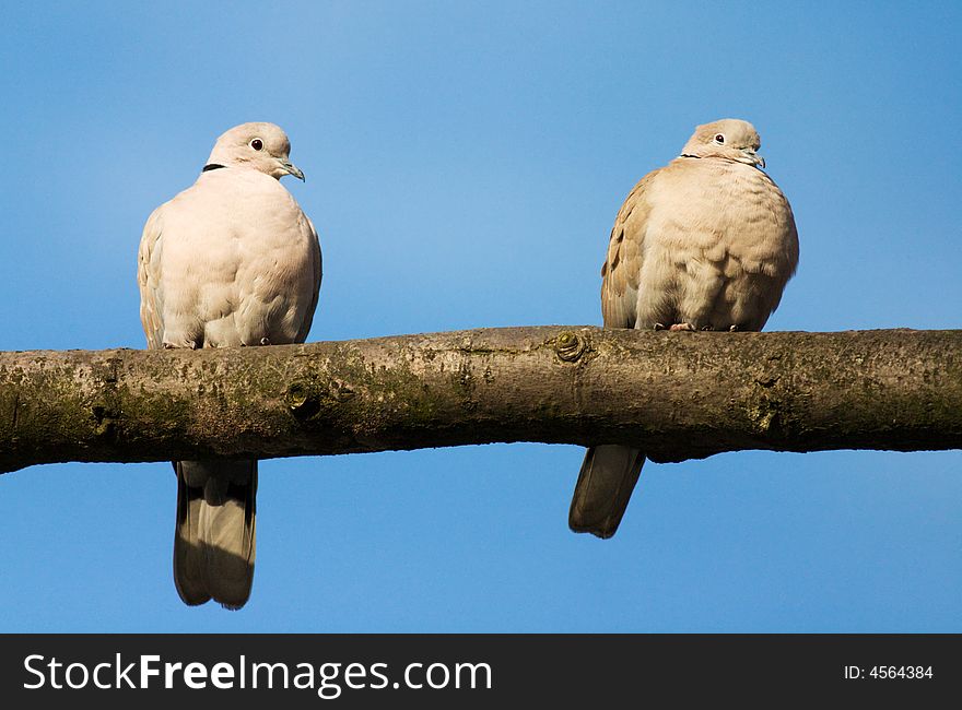 Two love birds against blue sky