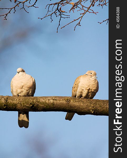 Two love birds against blue sky