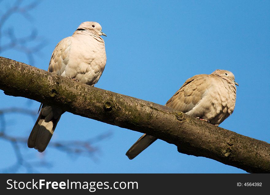 Two love birds against blue sky