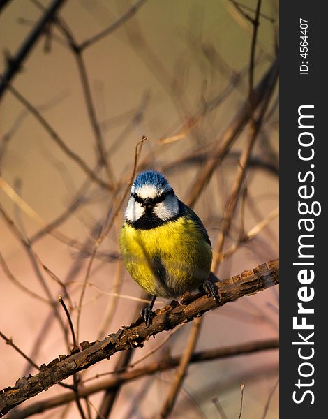 A blue tit sitting on the branch