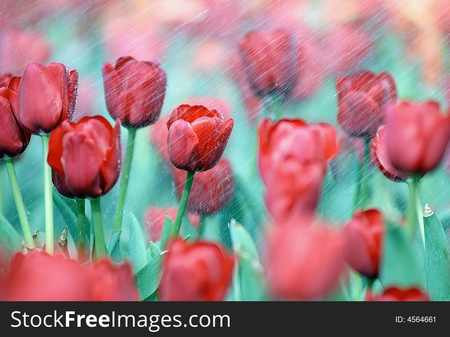 Beatiful tulips,shot in the liberation park in wuhan,smiling in the rain