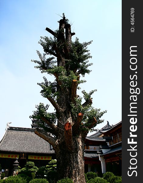 Old huge tree in the chinese temple. Old huge tree in the chinese temple