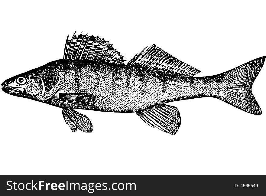 The anatomic, correct image of the Bersh (Lucioperca volgenis(Latin)). Places of dwelling - the rivers of the Black and Caspian seas. Something an average between the perch and a pike perch. A snout short and wide. Color as at a pike perch, but is dark cross-section strips (8 pieces) correct form. Weight of an adult fish of 1,5-3,5 kg. It is long 30-55 sm