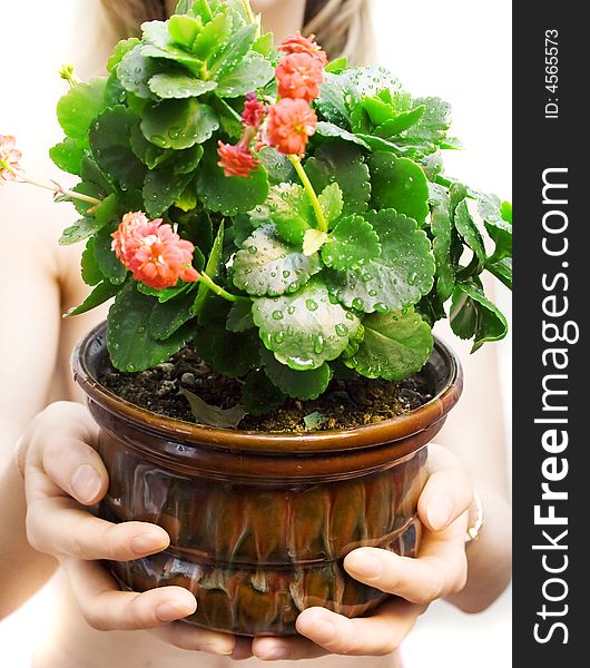 Beauty indoors plant with hands
