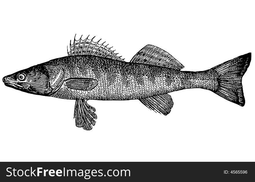 The anatomic, correct image of the Pike perch. The extended body, the pointed snout. A strong teeth in the form of canines. Color - a back the belly white, on sides brown grey spots of 8-10 cross-section strips is green grey, back and tail fins are covered by numbers of dark specks. Weight of 1,2-3 kg, it is long up to 50 sm rare copies in weight of 16 kg Come across is long about 1 meter. The anatomic, correct image of the Pike perch. The extended body, the pointed snout. A strong teeth in the form of canines. Color - a back the belly white, on sides brown grey spots of 8-10 cross-section strips is green grey, back and tail fins are covered by numbers of dark specks. Weight of 1,2-3 kg, it is long up to 50 sm rare copies in weight of 16 kg Come across is long about 1 meter.