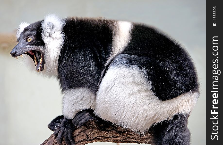 White-belted ruffed lemur on the branch. White-belted ruffed lemur on the branch