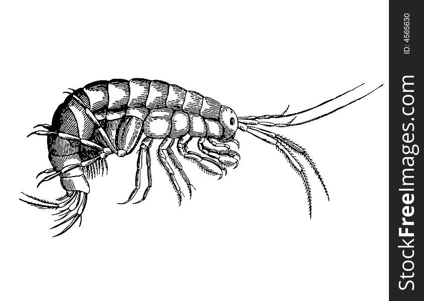 Fine cancer from sort Gammarus (Forage for fishes)