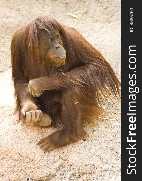 Contemplative Orangutan