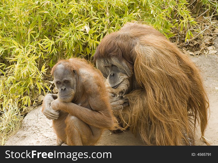 Two Orangutans Contemplating